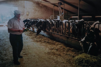 Janus uit Bergeijk was boer tot het allerlaatst en overleed bij zijn koeien: ‘Een lieve mens, die no