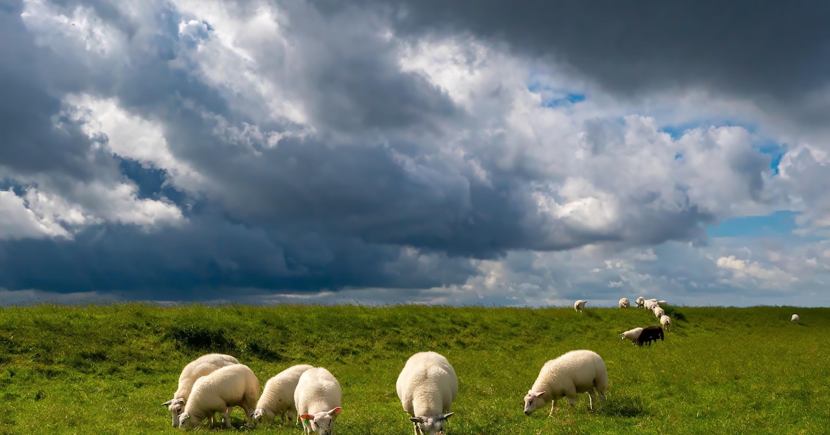 Ameland '82 verandert naam in A82