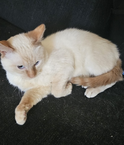 Heb jij James, Knoffie of Stanley gezien? Deze negen huisdieren worden in Den Haag vermist