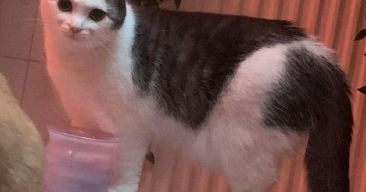 Heb jij Missy of Lilly gezien? Deze twee huisdieren worden in Oostzaan vermist