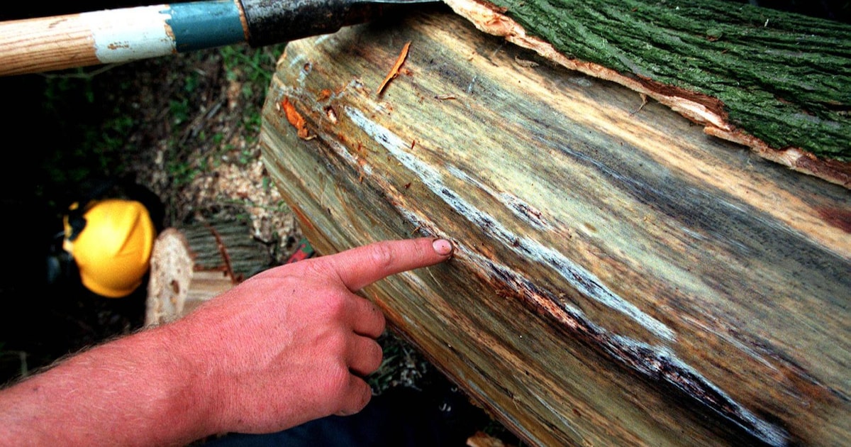 Iepziekte treft bomen in Noordsterpark Wormerveer