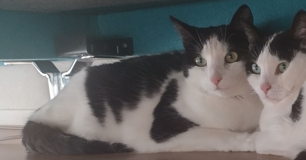 Heb jij Alan gezien? Dit huisdier wordt in Zuidplas vermist