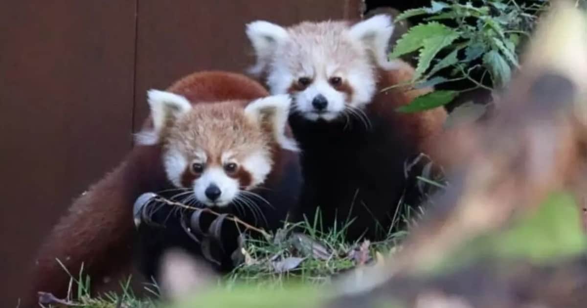 Jonge rode panda’s weer naar buiten in GaiaZOO Kerkrade na overlijden ouders