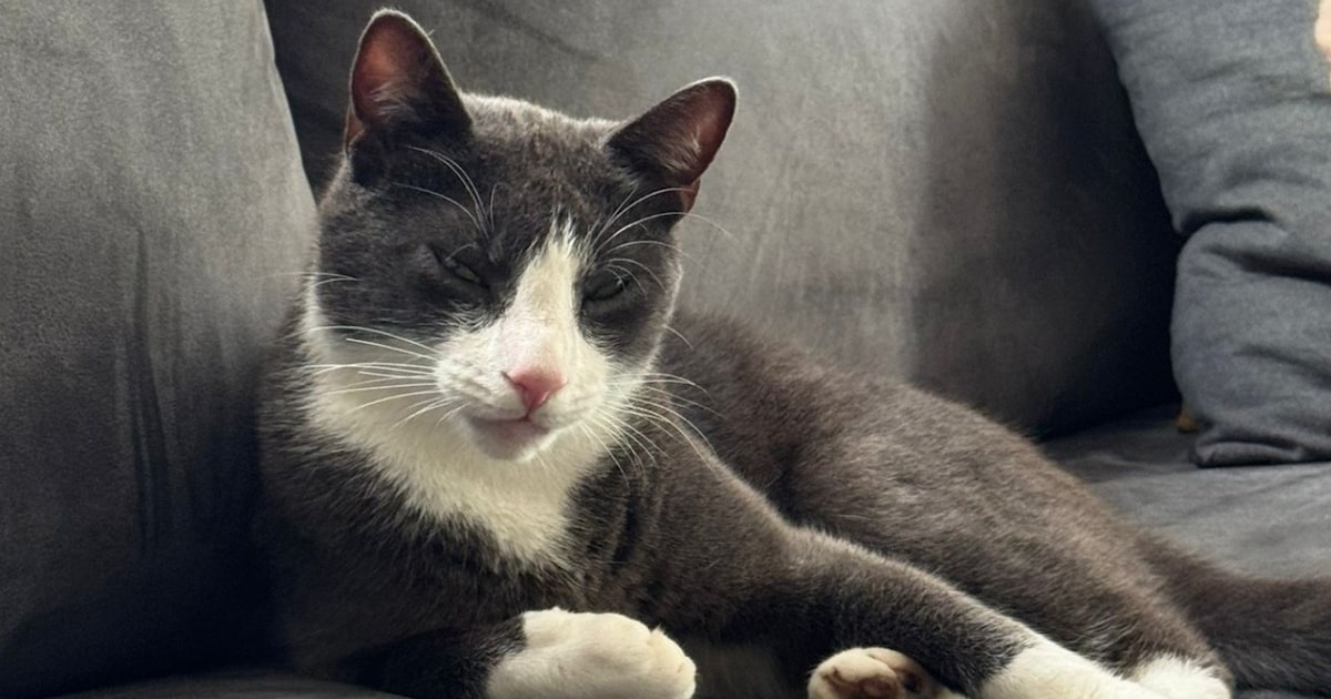 Heb jij Ollie, Jerry of Lotje gezien? Deze drie huisdieren worden in Drechterland vermist