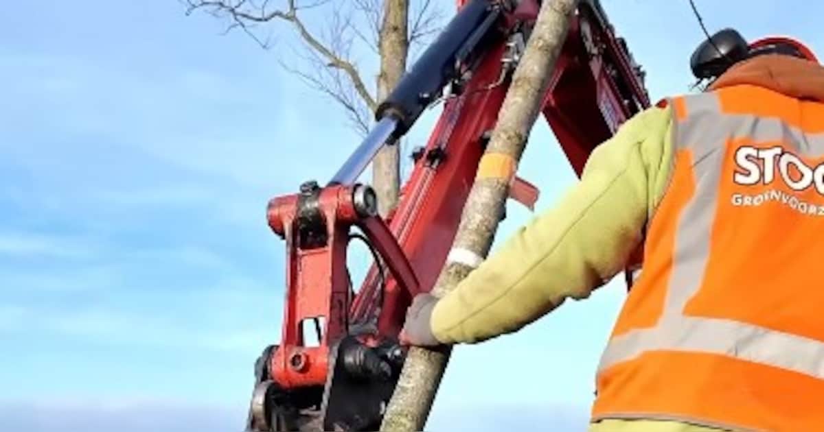 Bijzondere Cristine Buisman-iepen sieren de Groeneweg in Bergen