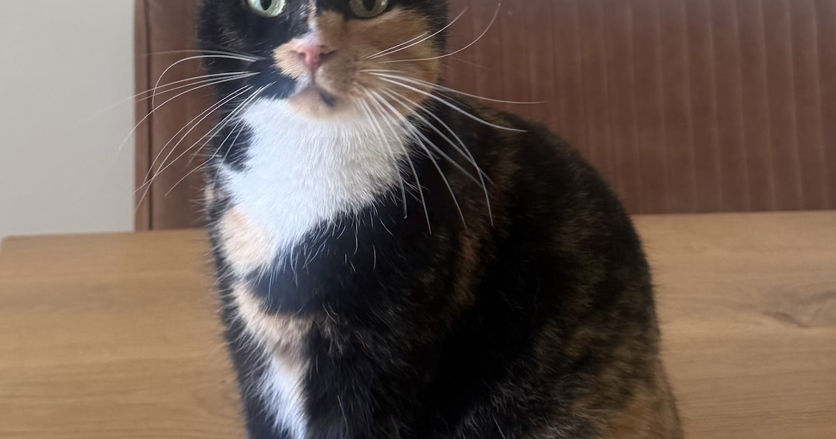 Heb jij Bbj, Freddie of Bella gezien? Deze acht huisdieren worden in Leiden vermist