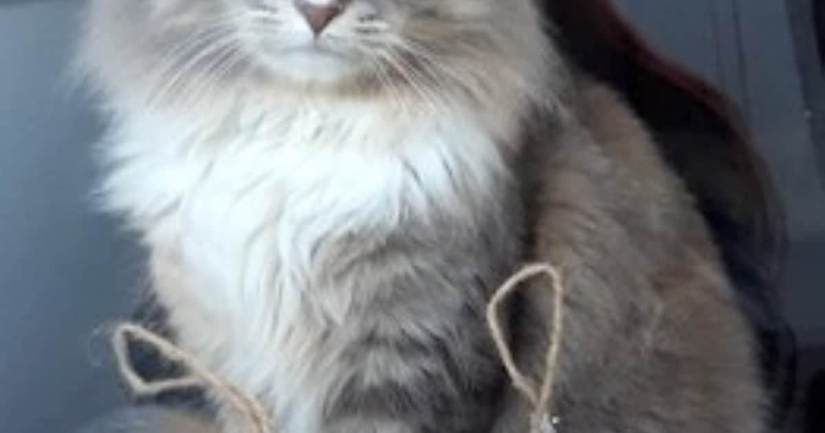 Heb jij Lola of Gansie gezien? Deze twee huisdieren worden in Steenwijkerland vermist