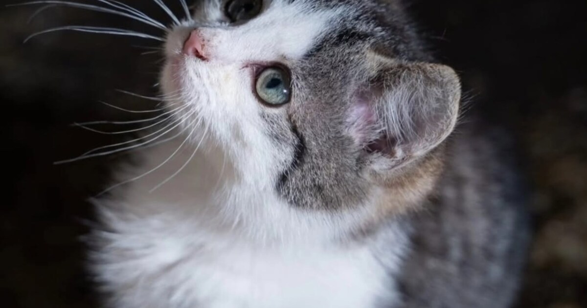 Heb jij Mees gezien? Dit huisdier wordt in Renswoude vermist