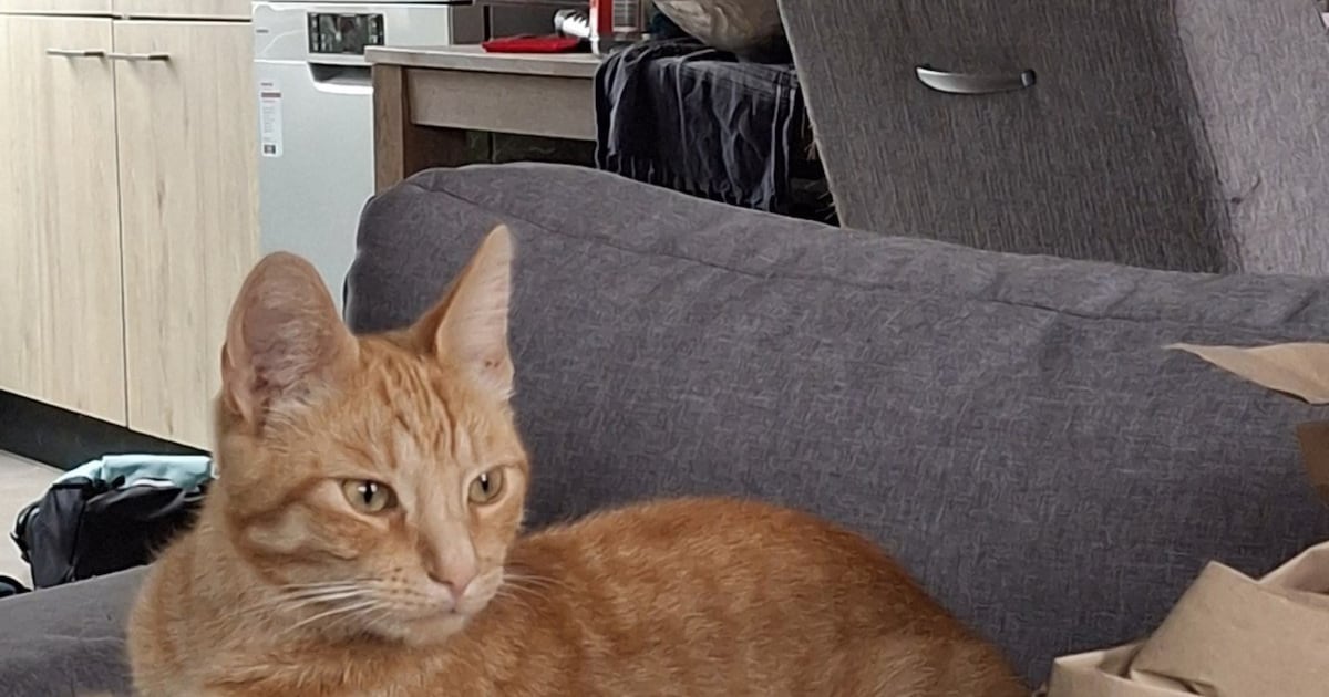 Heb jij Azrael, Cake of Luka gezien? Deze drie huisdieren worden in Hardenberg vermist