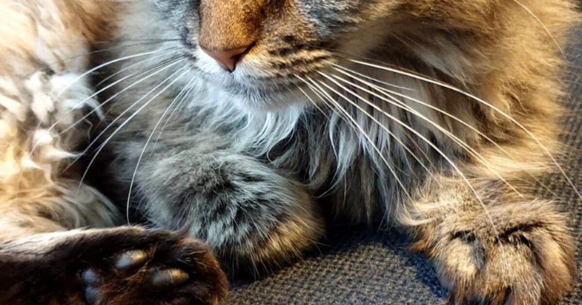Heb jij Bisou of Poes gezien? Deze twee huisdieren worden in Oudewater vermist