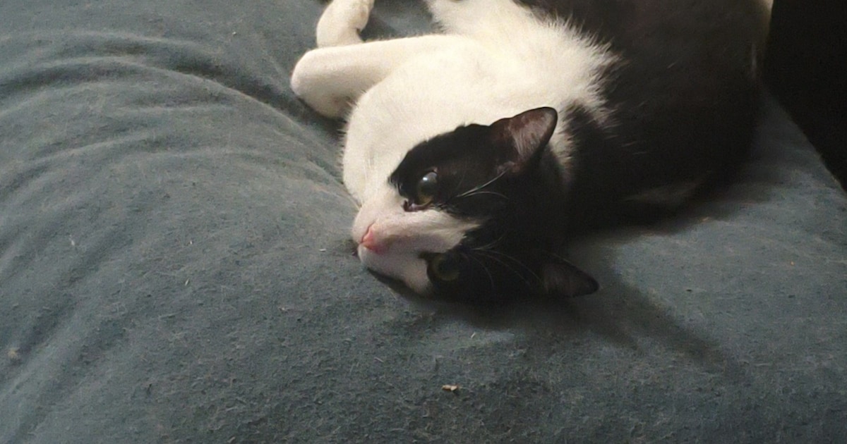 Heb jij Roger, Minoes of Basil gezien? Deze vijf huisdieren worden in Beverwijk vermist