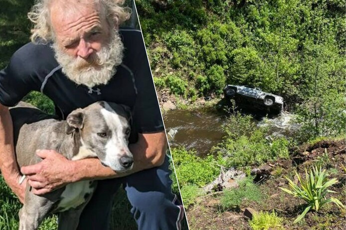 Hond loopt na crash baasje in ravijn 6,5 kilometer terug naar ...