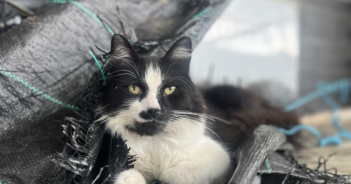 Heb jij Chico of Moes gezien? Deze twee huisdieren worden in Nederweert vermist