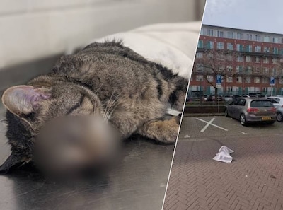 Ernstig mishandelde kat achtergelaten op straat