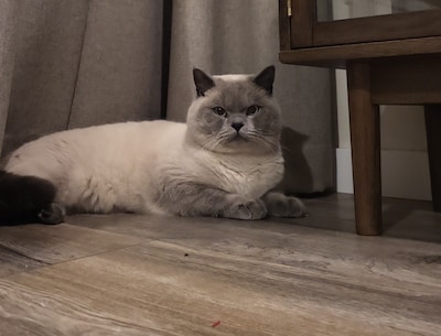 Heb jij Gio gezien? Dit huisdier wordt in Wageningen vermist