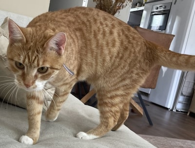Heb jij Momo, Cookie of Snoek gezien? Deze zeven huisdieren worden in Enschede vermist