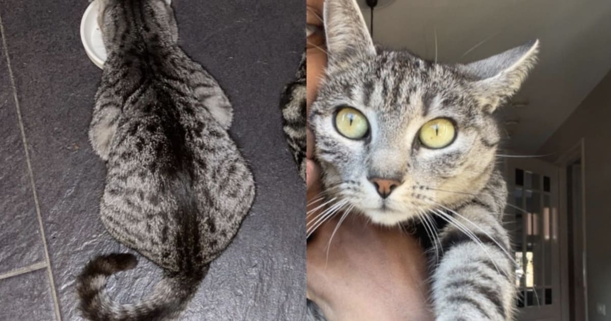 Heb jij Tedje of Boney M gezien? Deze twee huisdieren worden in Peel en Maas vermist
