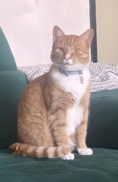 Heb jij Cheetos gezien? Dit huisdier wordt in Boxtel vermist