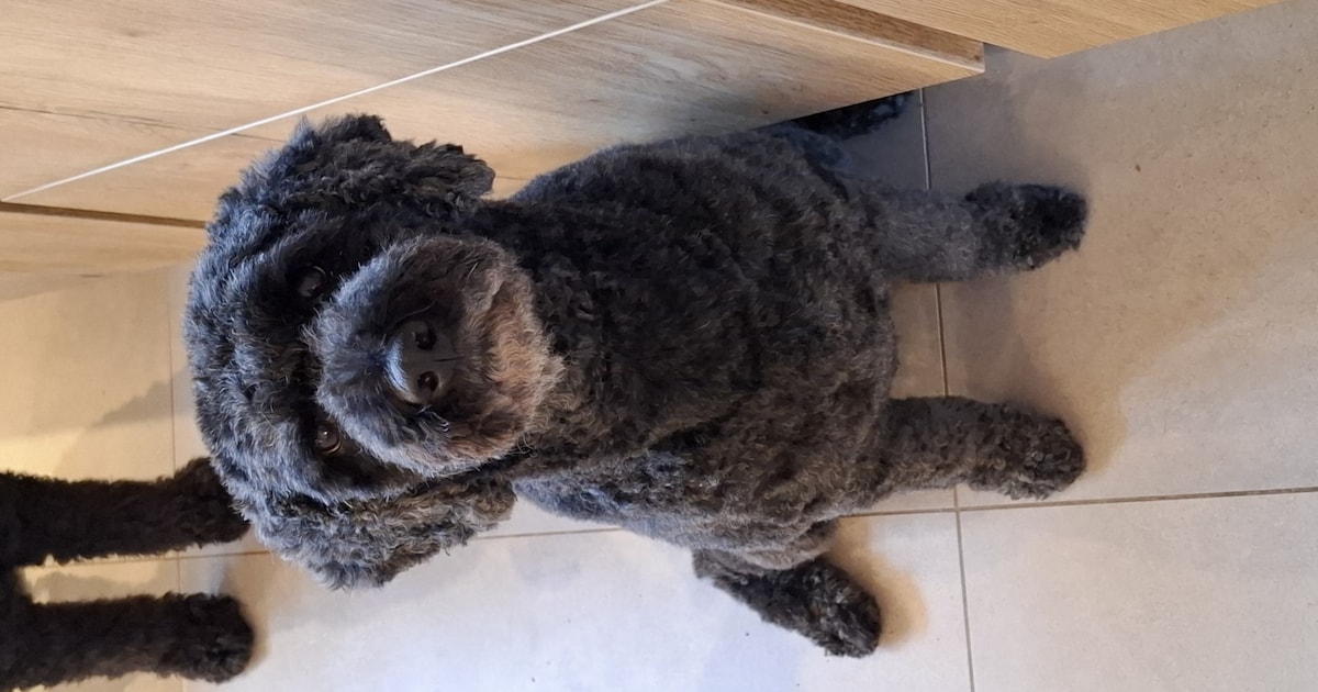 Heb jij Noura gezien? Dit huisdier wordt in Wijk bij Duurstede vermist