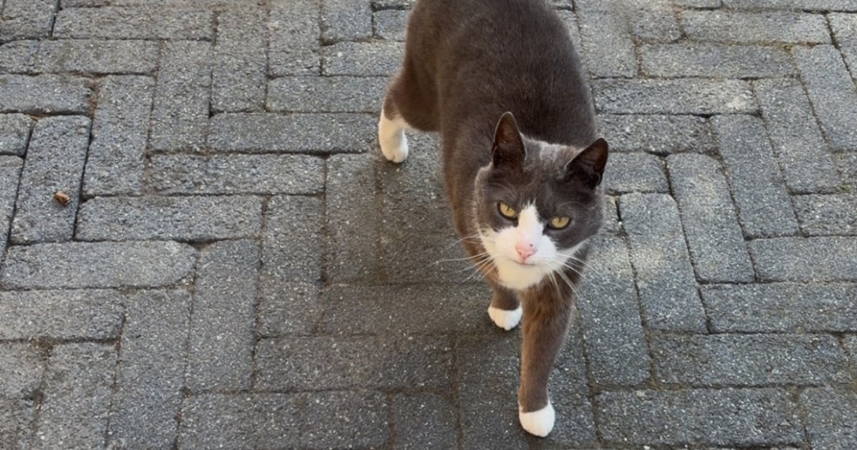 Heb jij Guus gezien? Dit huisdier wordt in Ooststellingwerf vermist
