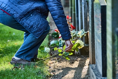 Image related to the article