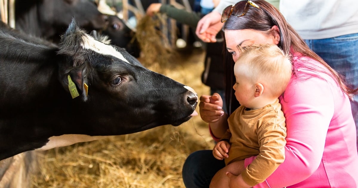 Koeien kiek'n: op deze dag ben je welkom op een boerderij in de buurt van Woerden