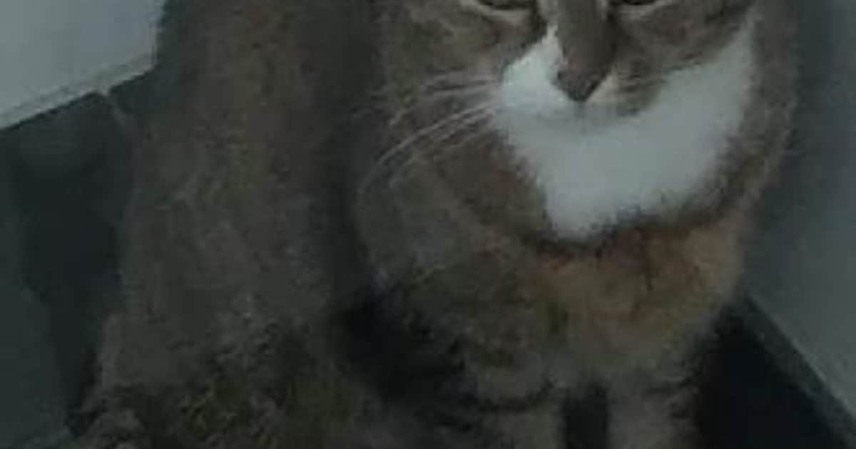 Heb jij Puck of Bindi gezien? Deze twee huisdieren worden in Middelburg vermist