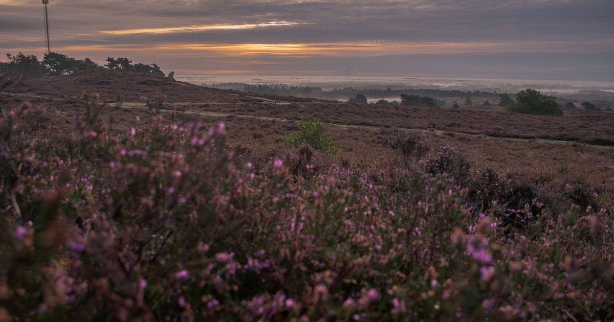 Ochtendexcursie over de Lemelerberg bij zonsopgang