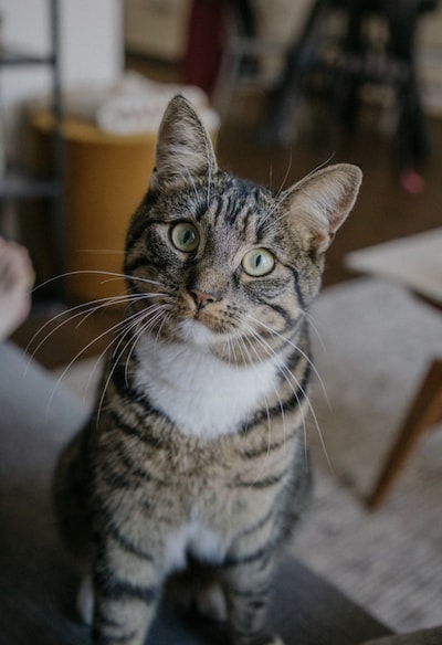 Heb jij Karel, Gaja of Fien gezien? Deze 17 huisdieren worden in Arnhem vermist