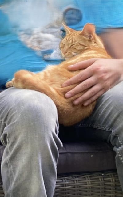 Heb jij Pjotr, Mouse of Mahmali gezien? Deze 48 huisdieren worden in Den Haag vermist