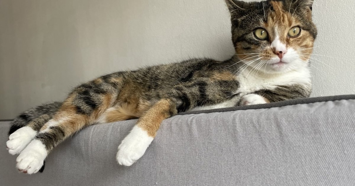Heb jij Zazu, Jackie of Babylon gezien? Deze vier huisdieren worden in Zuidplas vermist