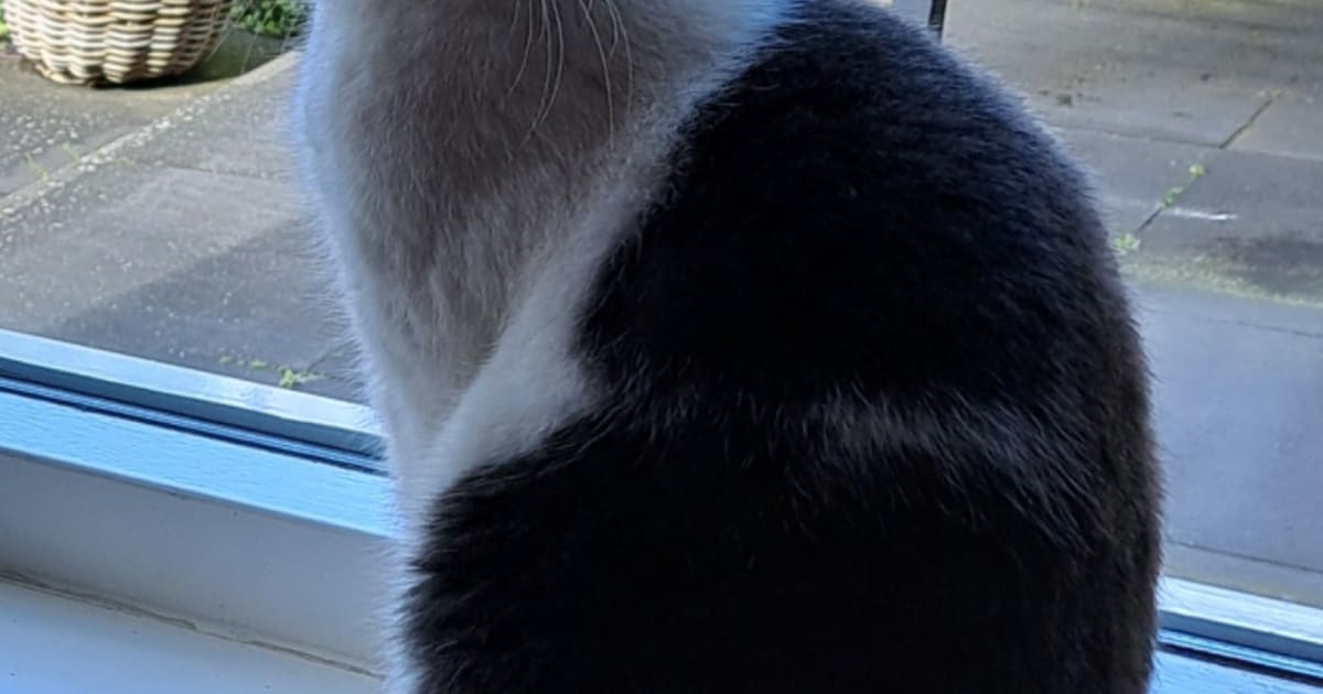 Heb jij Sjimmie, Punky of Sam gezien? Deze 10 huisdieren worden in Haarlemmermeer vermist
