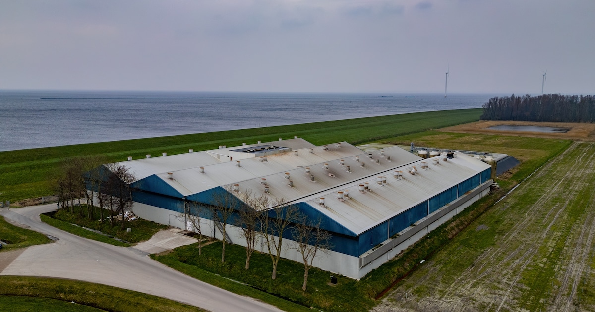 Eigenaar van stal met 20.000 varkens erkent fouten, maar vindt straf te zwaar