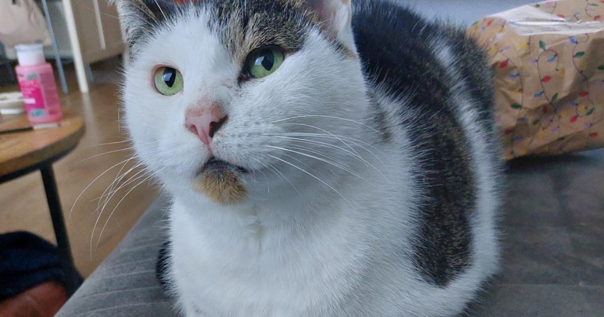 Heb jij Tommy gezien? Dit huisdier wordt in Eemnes vermist