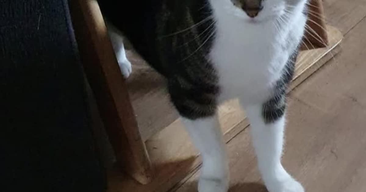 Heb jij Winnie gezien? Dit huisdier wordt in Weststellingwerf vermist