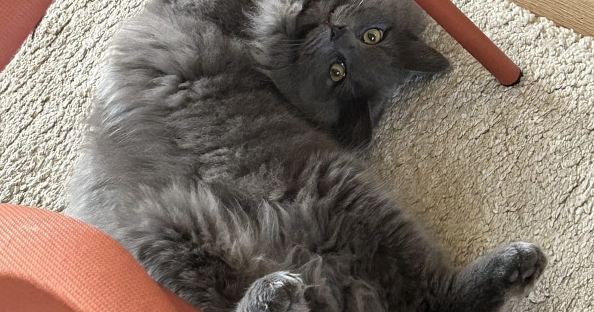 Heb jij Frenkie gezien? Dit huisdier wordt in Hilversum vermist