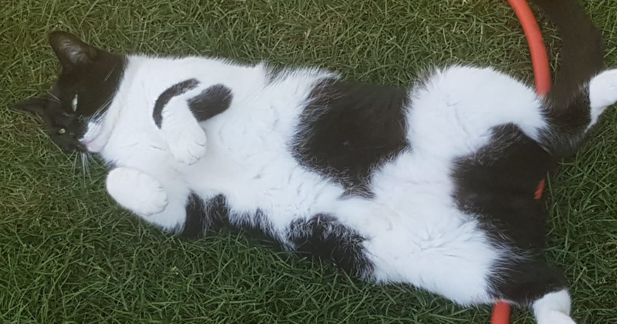 Heb jij Puck gezien? Dit huisdier wordt in Borsele vermist