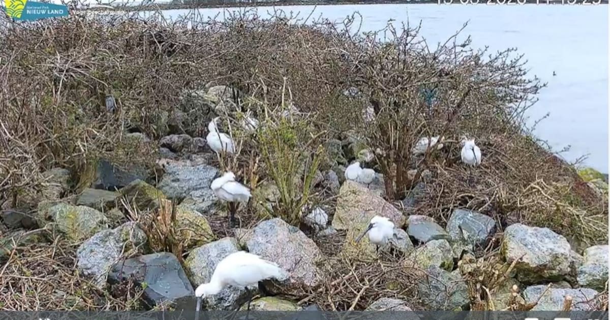 Vogels kijken vanachter je bureau: webcam toont lepelaars in Nationaal Park Nieuw Land