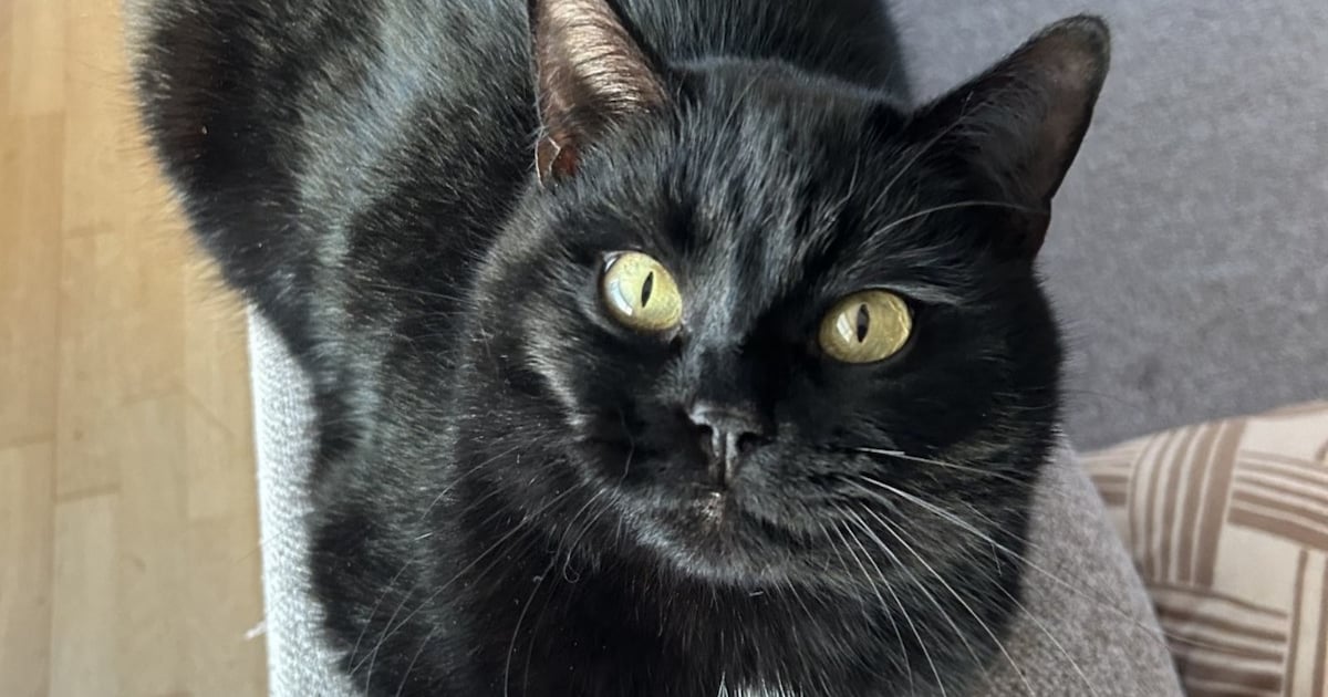 Heb jij Peer of Mylo gezien? Deze twee huisdieren worden in Schagen vermist