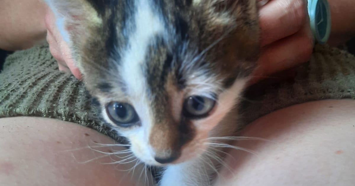 Heb jij Kay of Brammetje gezien? Deze twee huisdieren worden in Elburg vermist