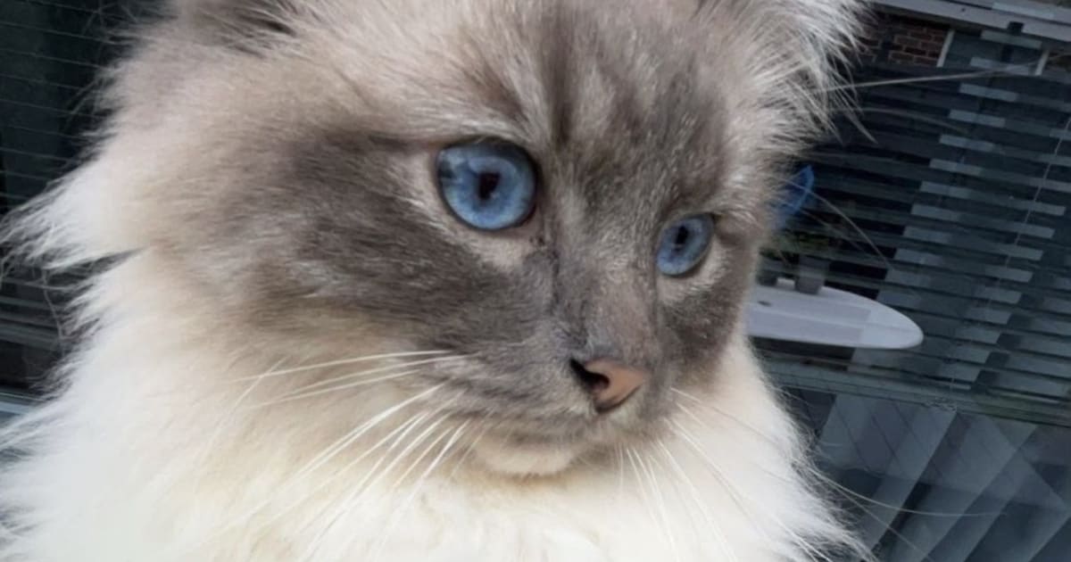Heb jij Simba gezien? Dit huisdier wordt in Zeist vermist