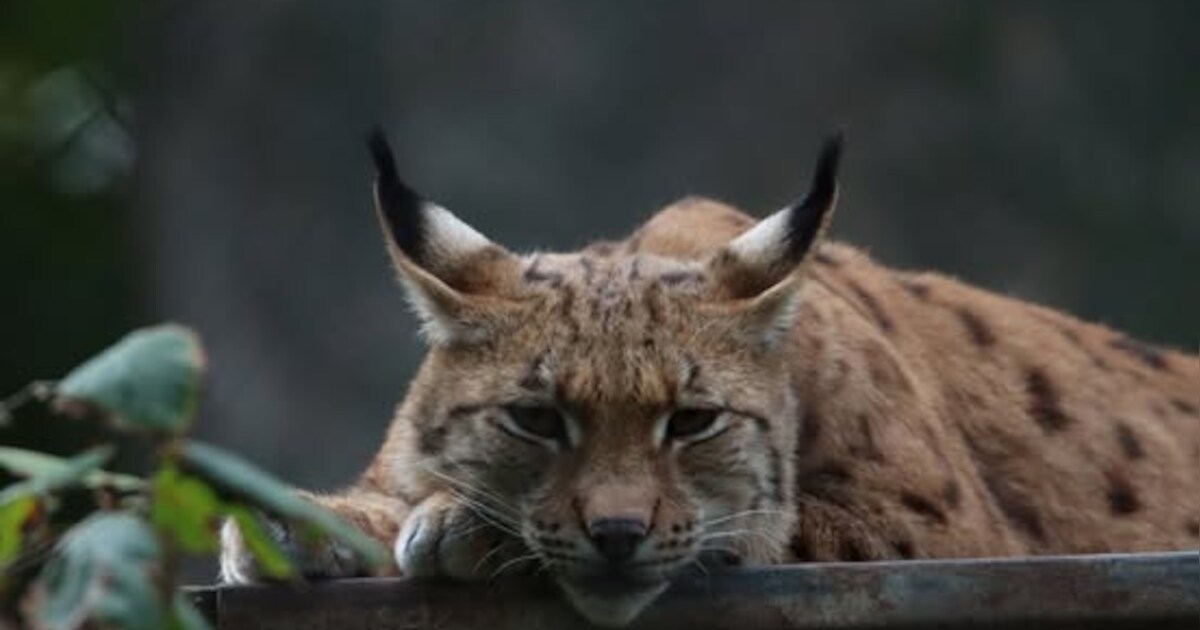 Lynx Spinner uit Born vertrekt donderdag naar Tierpark Bern in Zwitserland