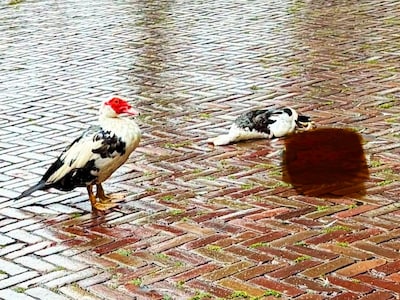 Muskuseend rouwt uren in de regen om doodgereden partner: ‘Is voor de dieren een vorm van verwerking