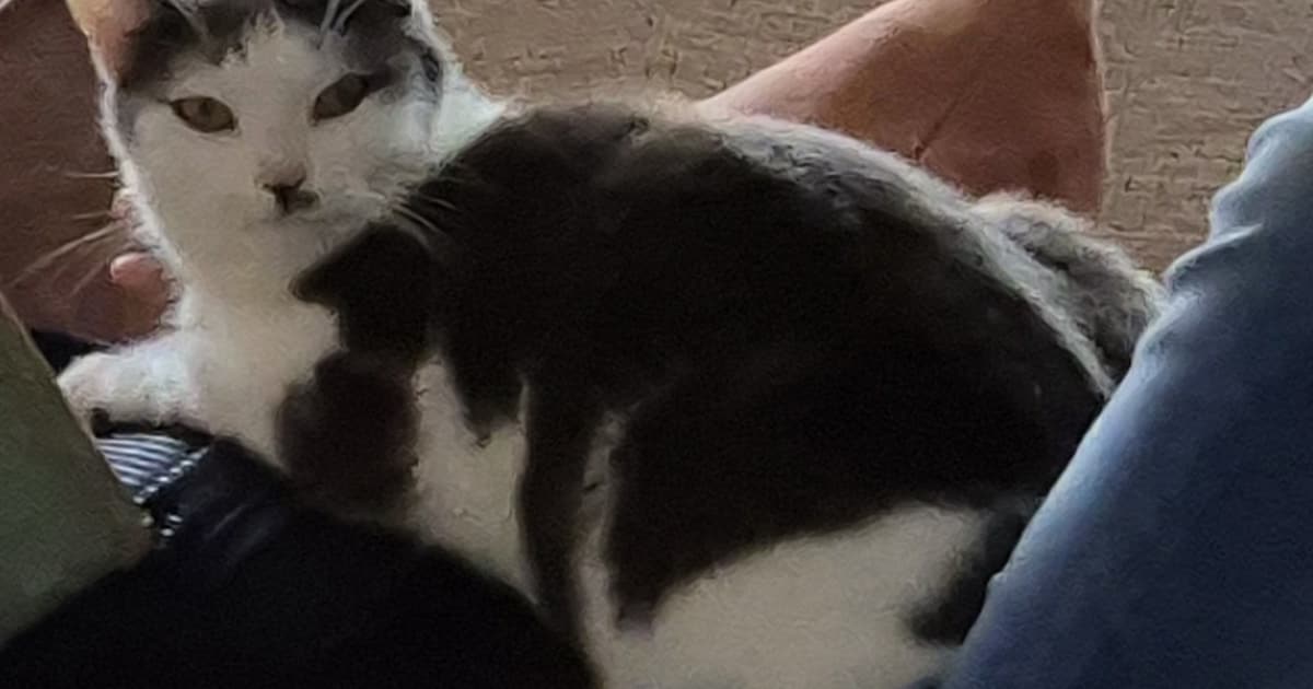 Heb jij Mickey gezien? Dit huisdier wordt in Montfoort vermist