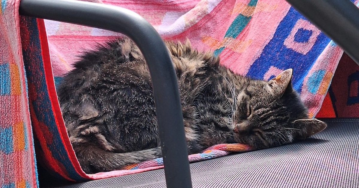 Heb jij Lola gezien? Dit huisdier wordt in Castricum vermist