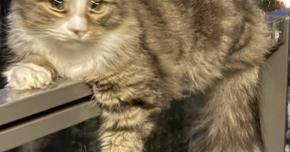 Heb jij Ozzy gezien? Dit huisdier wordt in Wormerland vermist