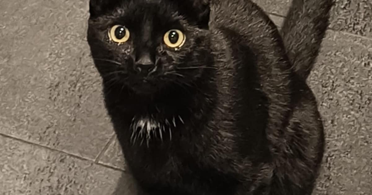 Heb jij Rocky of Niggy gezien? Deze twee huisdieren worden in Almelo vermist