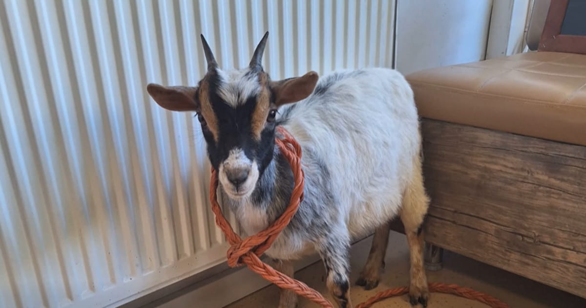 Wie dumpt nou een geit aan de Patersweg? ‘Ze is zó vriendelijk, duidelijk gewend aan mensen’