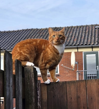 Heb jij Marley, Nala of Ventje gezien? Deze drie huisdieren worden in Ede vermist