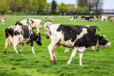 Voor het eerst mens besmet met shamondavirus, Franse patiënt overleden: ‘Uitzonderlijk geval’